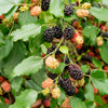 MojoBerry® Mulberry Bush