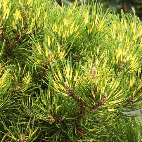 Sunshine Pine Bush