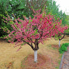 6-in-1 Peach Tree