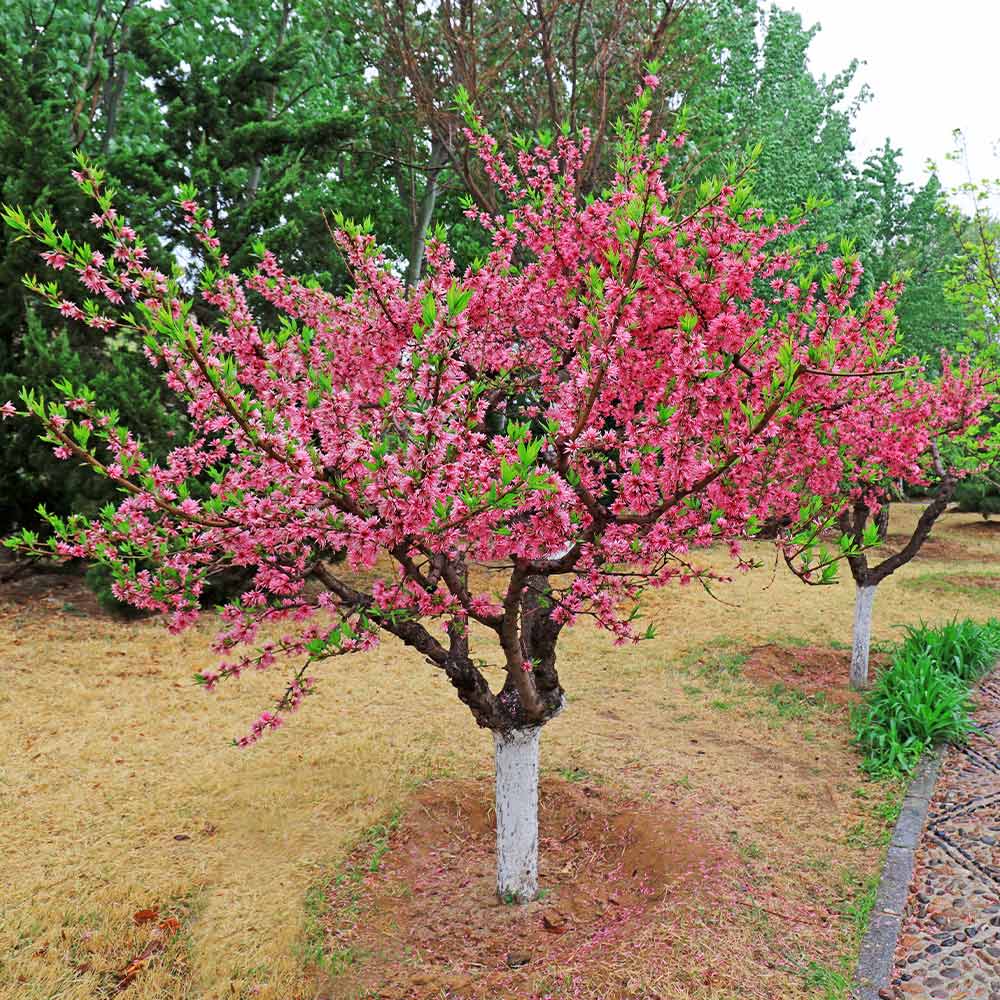 6-in-1 Peach Tree