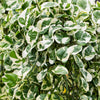 N'joy Pothos