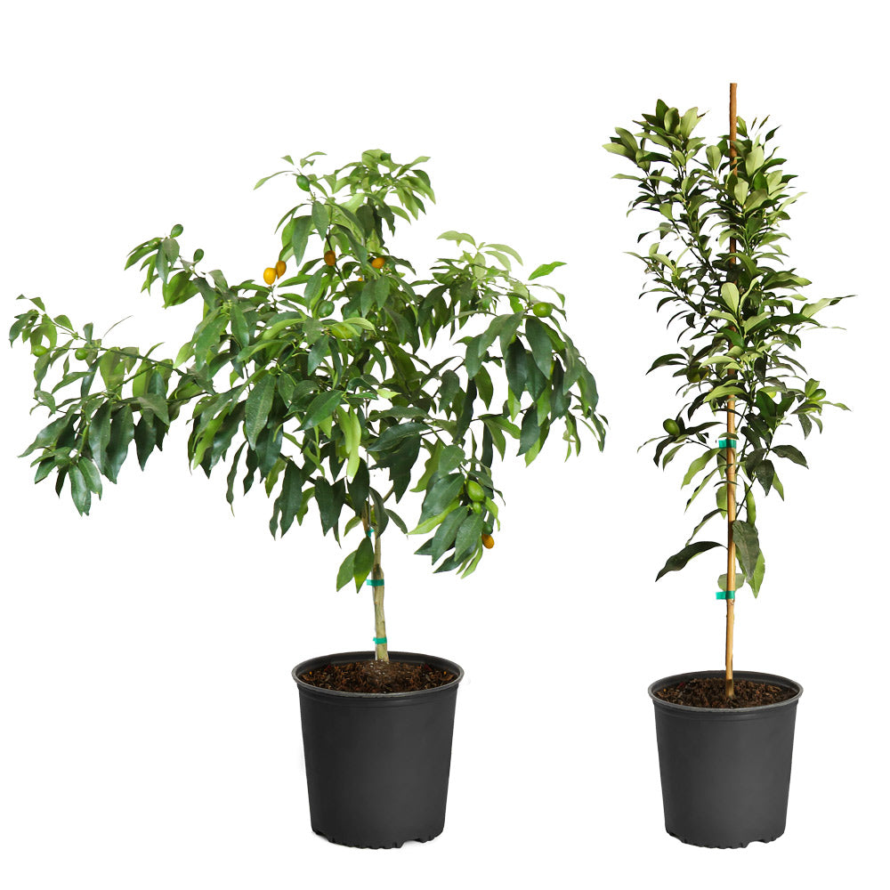 Nagami Kumquat Tree