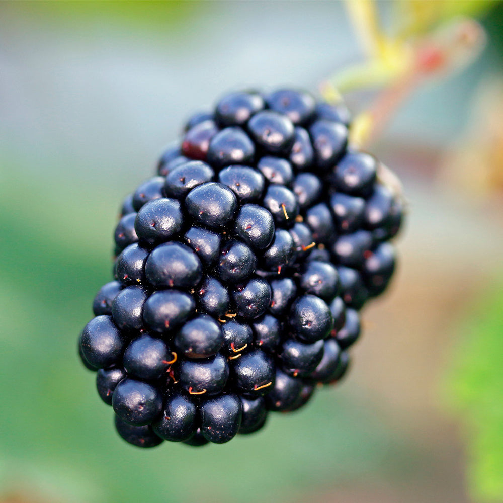 Natchez Blackberry