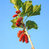 Native Red Mulberry Tree