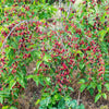 Native Red Mulberry Tree