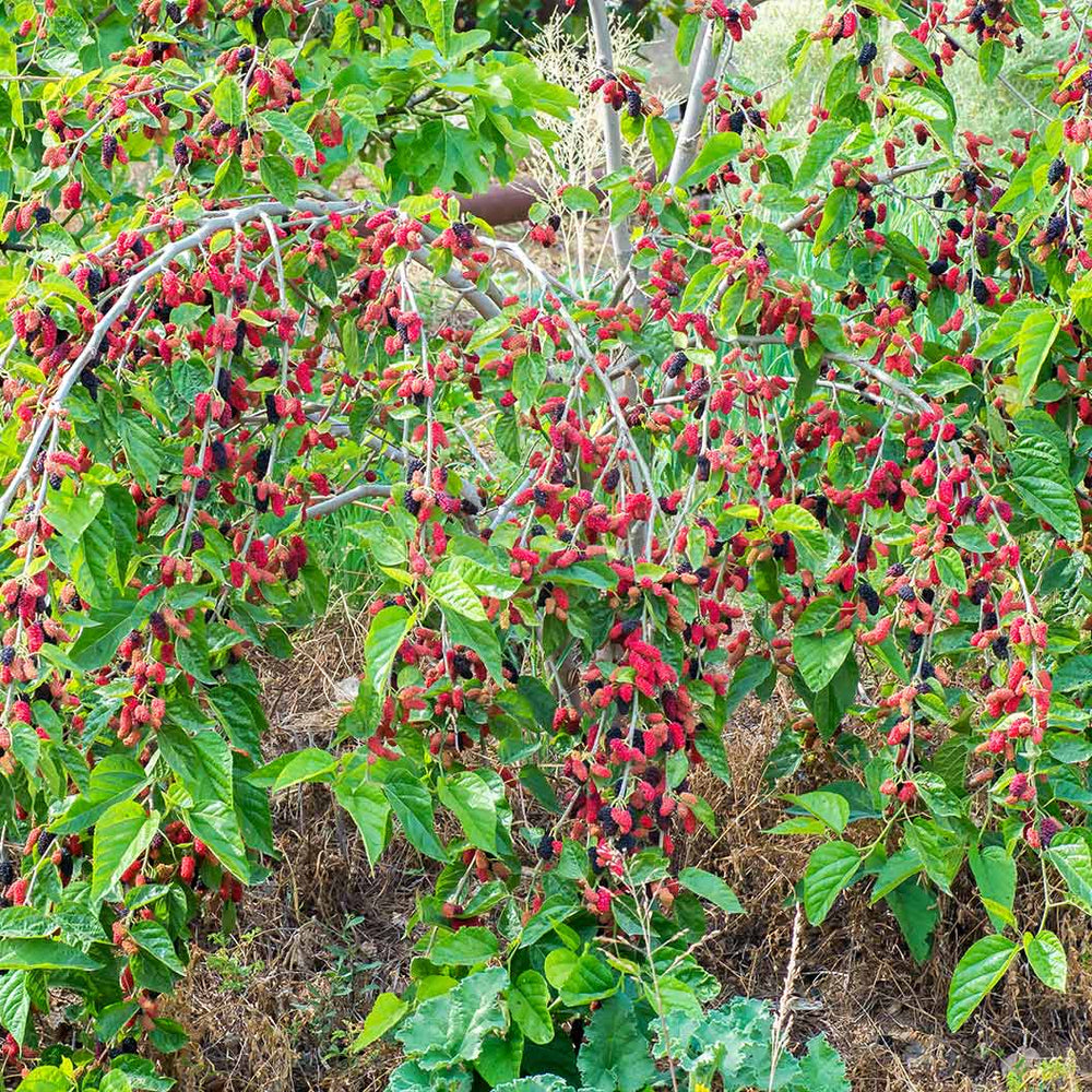 Native Red Mulberry Tree