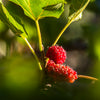 Native Red Mulberry Tree