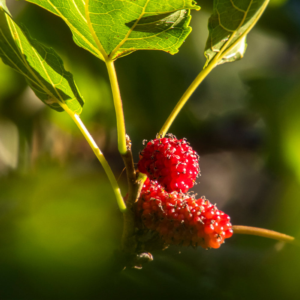 Native Red Mulberry Tree