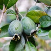 Nazametz Pineapple Guava Patio Tree