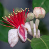 Nazametz Pineapple Guava Patio Tree