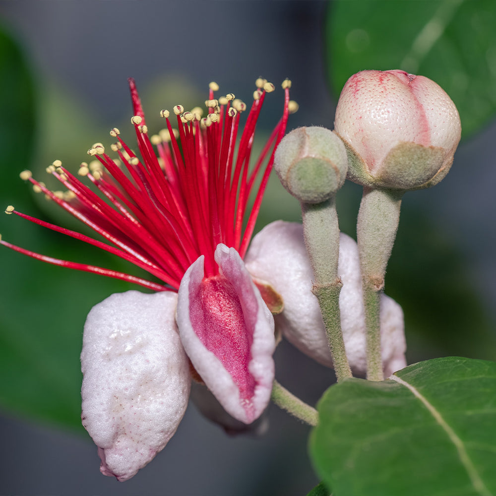 Nazametz Pineapple Guava Patio Tree
