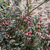 Nazametz Pineapple Guava Patio Tree