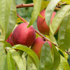 Necta Zee Patio Nectarine Tree