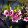 Necta Zee Patio Nectarine Tree