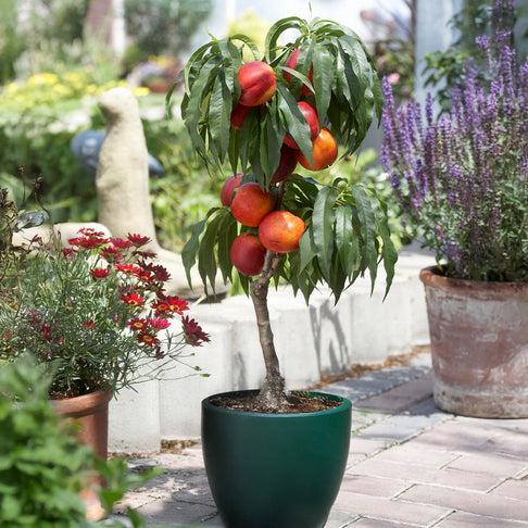Necta Zee Patio Nectarine Tree
