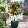 Necta Zee Patio Nectarine Tree