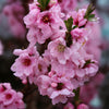 Nectar Babe Patio Nectarine Tree