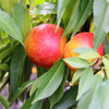 Nectar Babe Patio Nectarine Tree