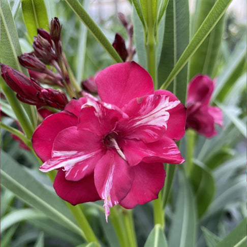 ¡OLÉ!® Bicolor Red Oleander Shrub