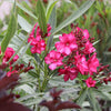 ¡OLÉ!® Bicolor Red Oleander Shrub