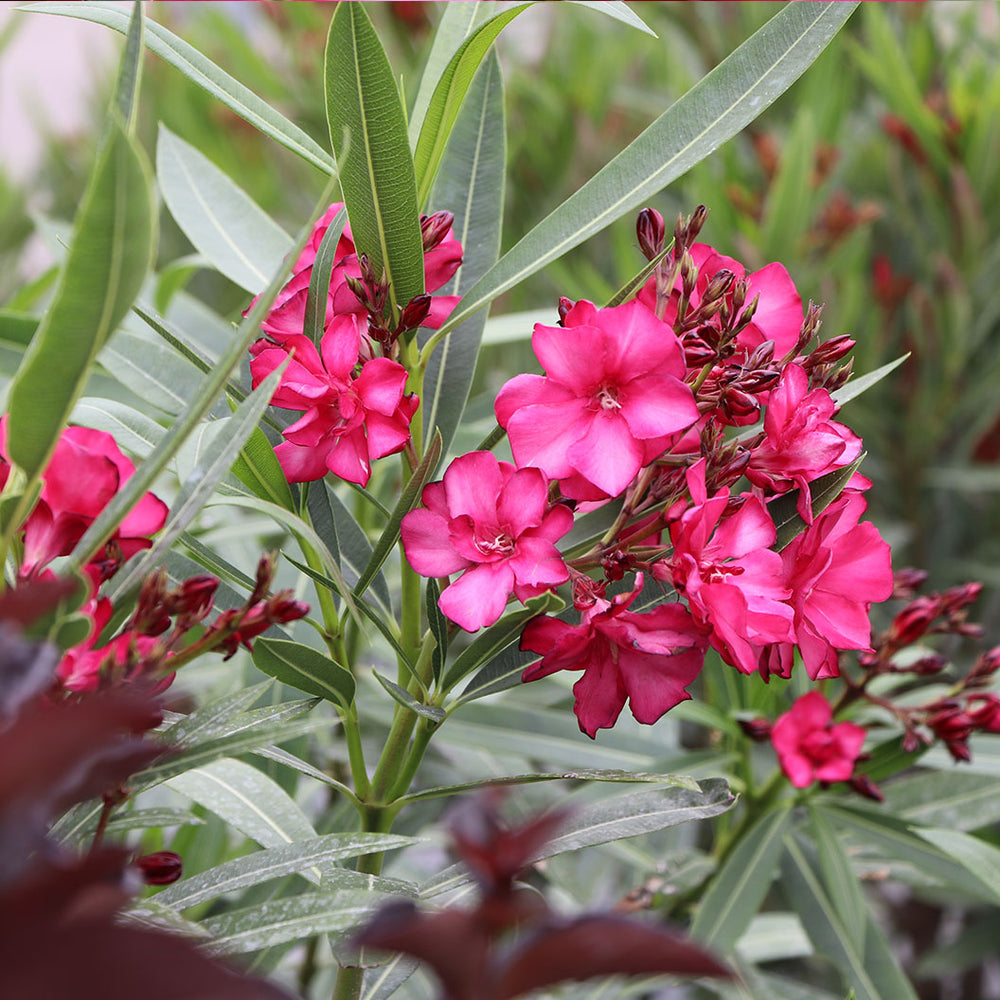 ¡OLÉ!® Bicolor Red Oleander Shrub