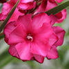 ¡OLÉ!® Bicolor Red Oleander Shrub