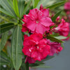 ¡OLÉ!® Bicolor Red Oleander Shrub