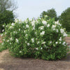 New Age™ White Syringa Shrub