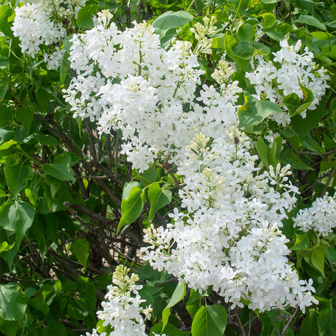 New Age™ White Syringa Shrub