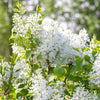 New Age™ White Syringa Shrub