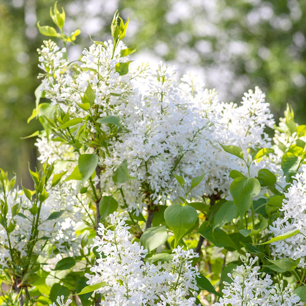 New Age™ White Syringa Shrub