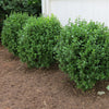 Proven Winners® NewGen Freedom® Boxwood