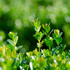 Proven Winners® NewGen Freedom® Boxwood