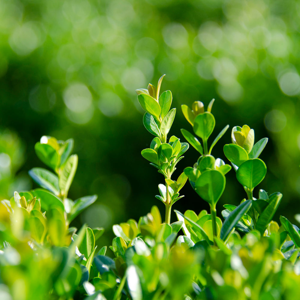 Proven Winners® NewGen Freedom® Boxwood
