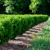 Proven Winners® NewGen Freedom® Boxwood