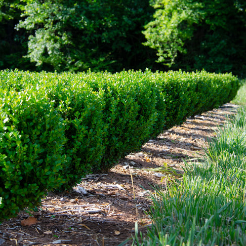 Proven Winners® NewGen Freedom® Boxwood