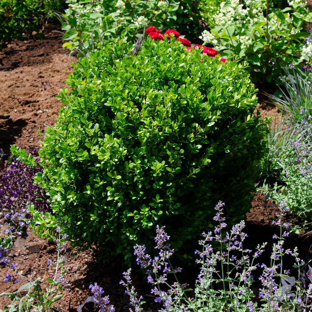 Proven Winners® NewGen Freedom® Boxwood