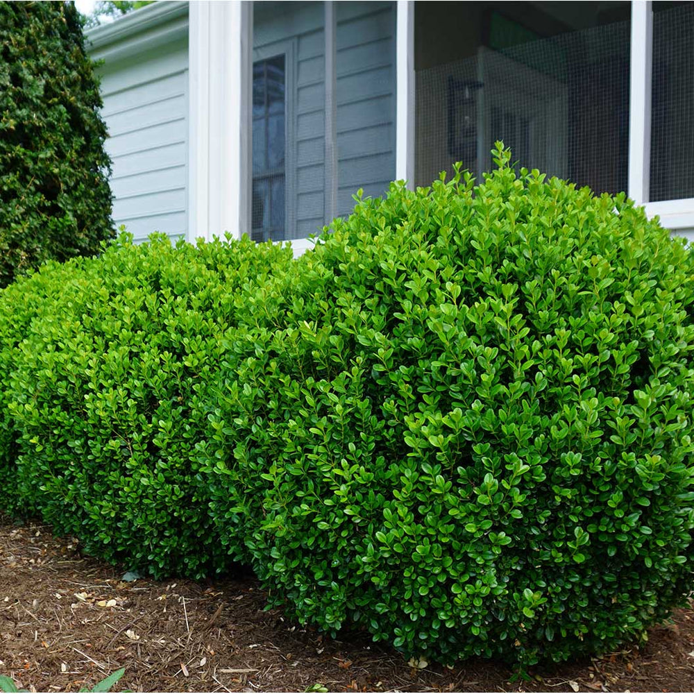 Proven Winners® NewGen Freedom® Boxwood