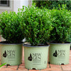 Proven Winners® NewGen Freedom® Boxwood