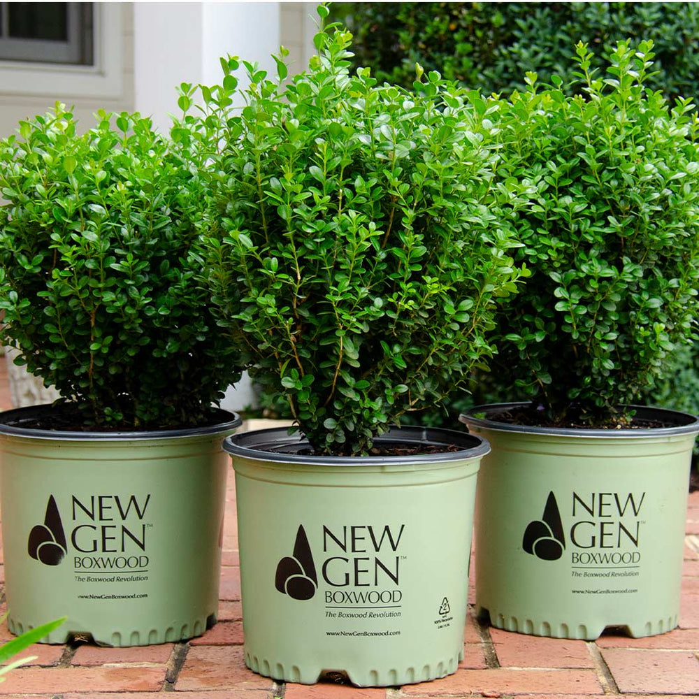 Proven Winners® NewGen Freedom® Boxwood