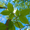 New Harmony American Elm Tree