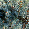Niemetz Spruce Tree