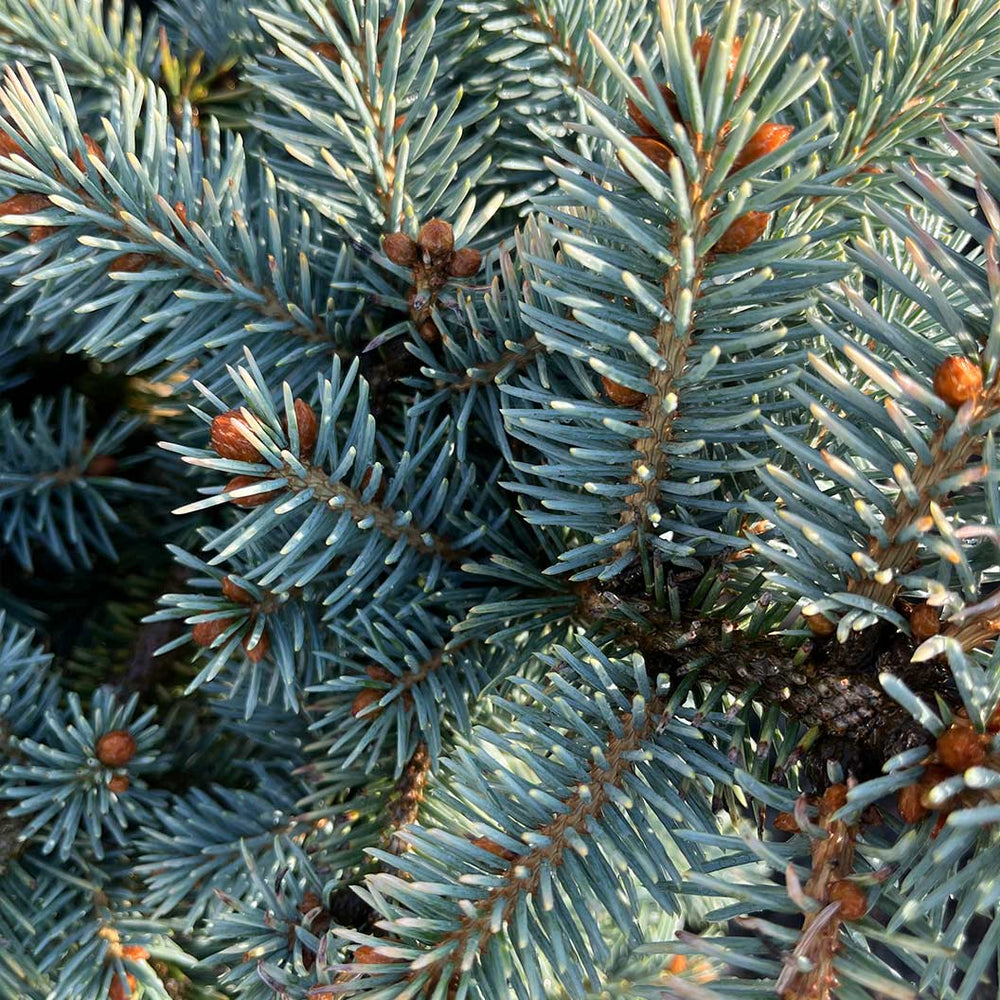 Niemetz Spruce Tree