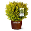 Southern Living® Night Light™ Chamaecyparis Shrub