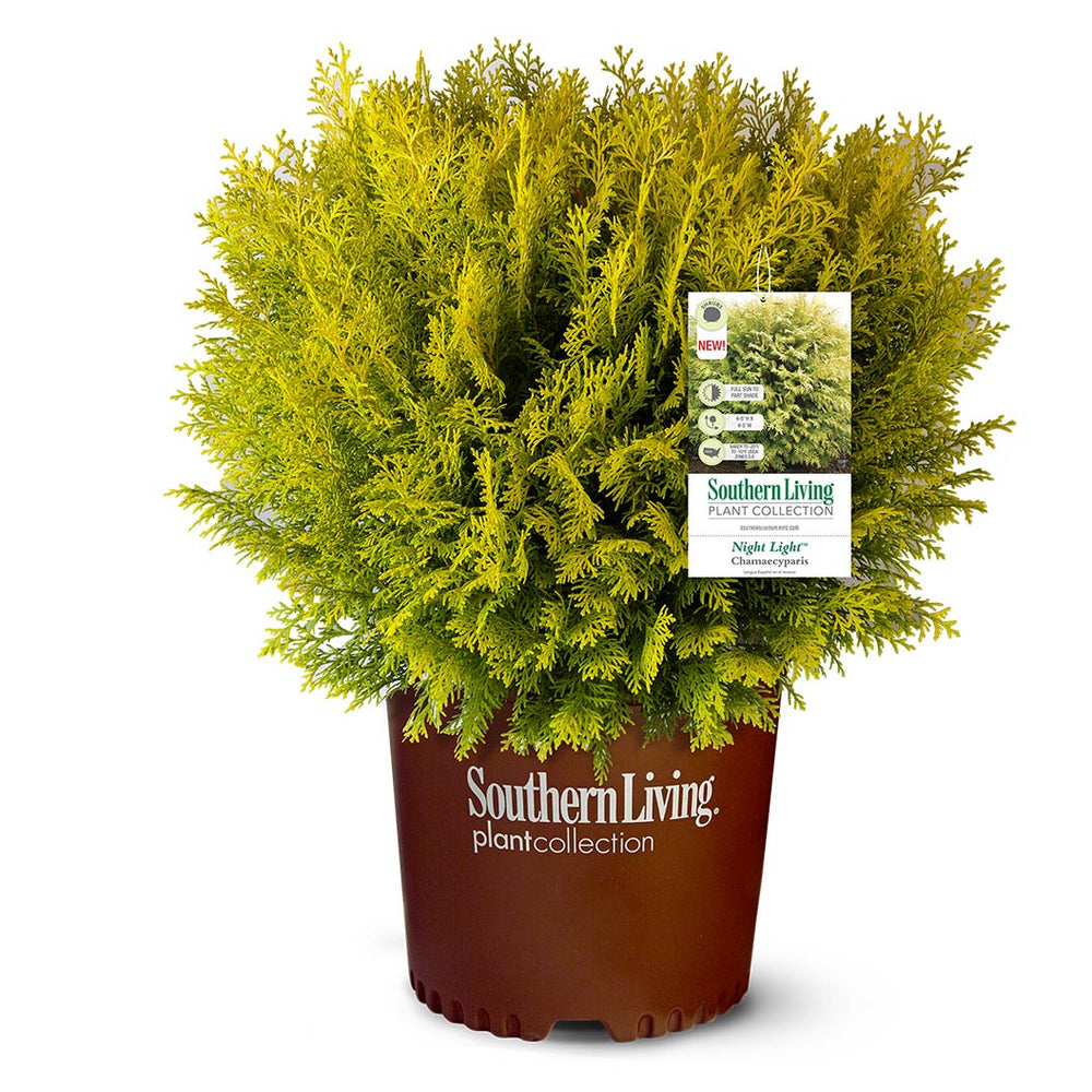 Southern Living® Night Light™ Chamaecyparis Shrub