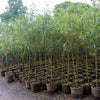 Niobe Golden Weeping Willow