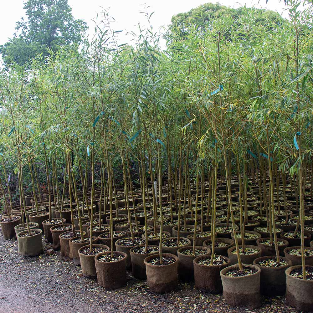 Niobe Golden Weeping Willow