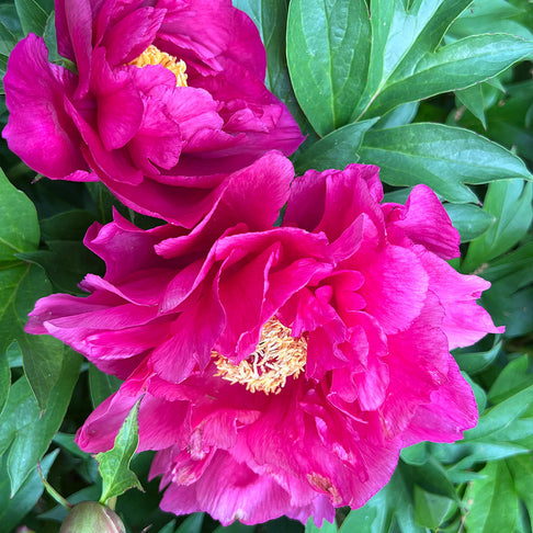 Garden Candy® Noa Jolie™ Itoh Peony Plant