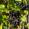 Noble Black Muscadine Vine