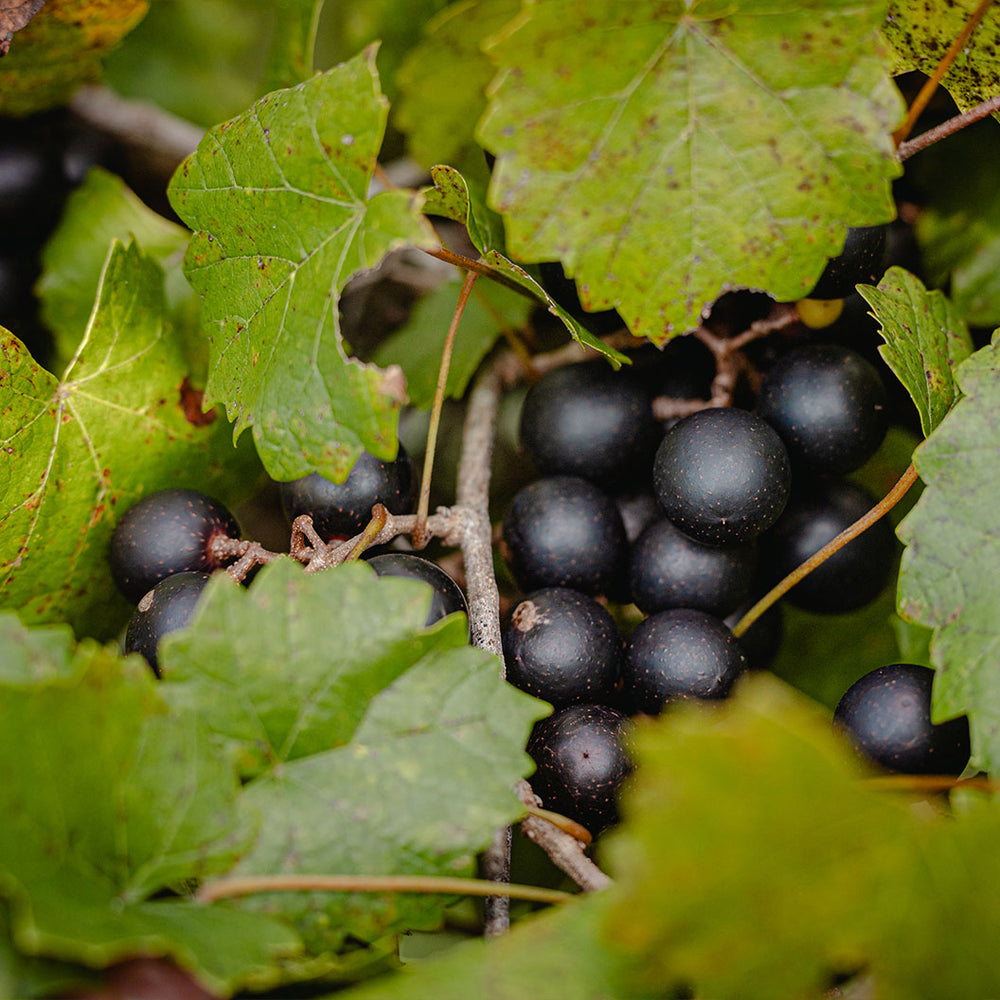 Noble Black Muscadine Vine